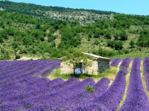 Lavendelfelder in der Haute-Provence